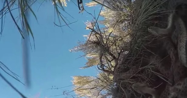 A Montana man sends his GoPro into a den of rattlesnakes and what happens next will make your skin crawl