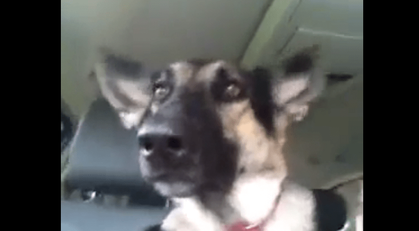 This German Shepherd Dancing to Flo Rida is Viral Gold | Rare