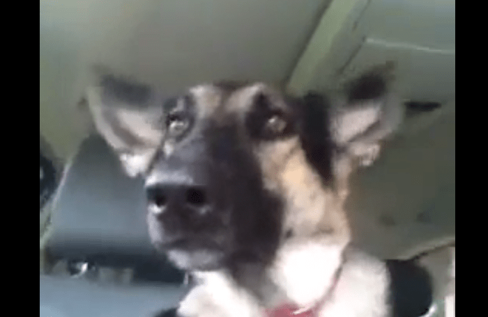 This German Shepherd Dancing to Flo Rida is The Latest Proof Dogs are the Best