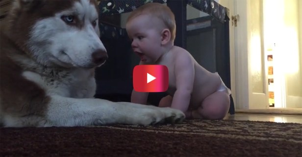 The moment this husky and baby become BFFs is the most adorable thing you’ve ever seen