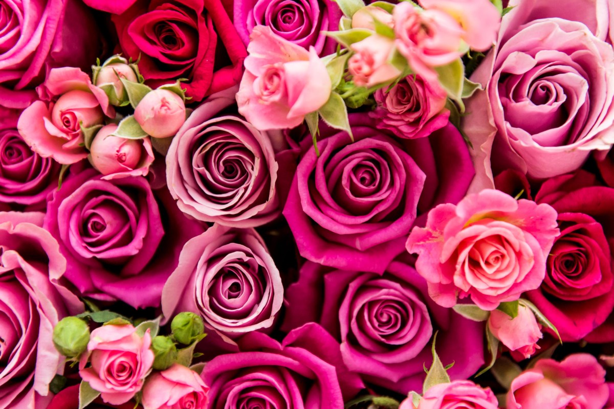 This is the best time to order roses for Valentine’s Day