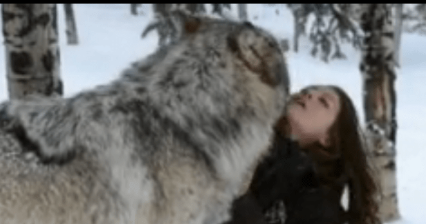 She Got Way Too Close to a Wolf. No One Could’ve Predicted It’d Do This to Her