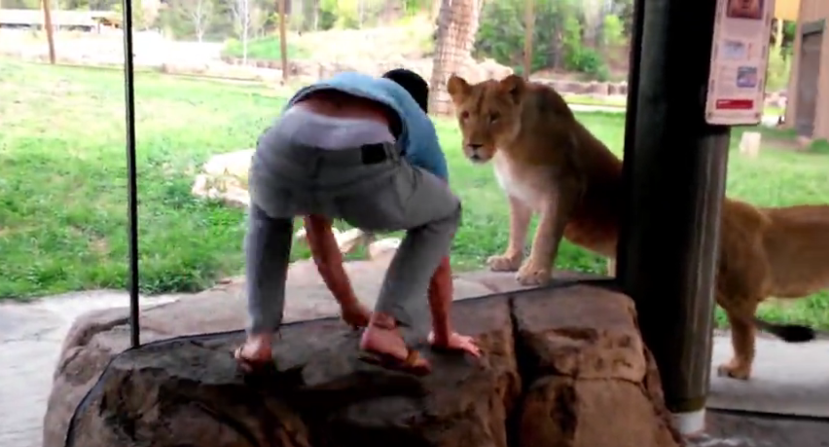 Teasing lions at the zoo can go wrong very quickly, but this guy is