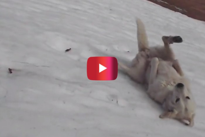 This dog continuously sliding down a snowy hill before it melts is living his very best life
