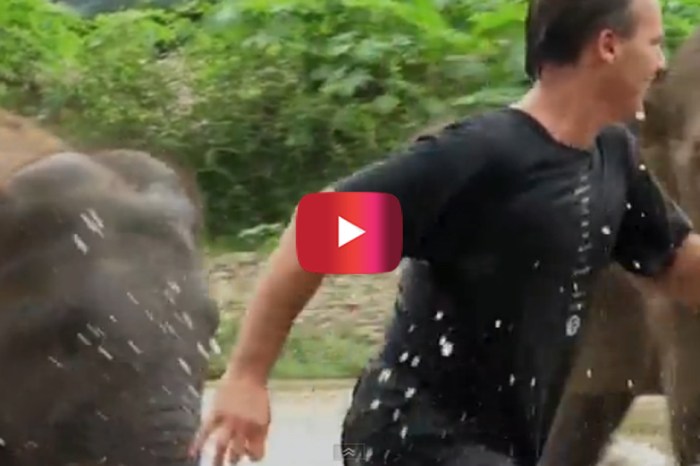 When he approached a family of elephants in the river, he didn’t expect it to end like this