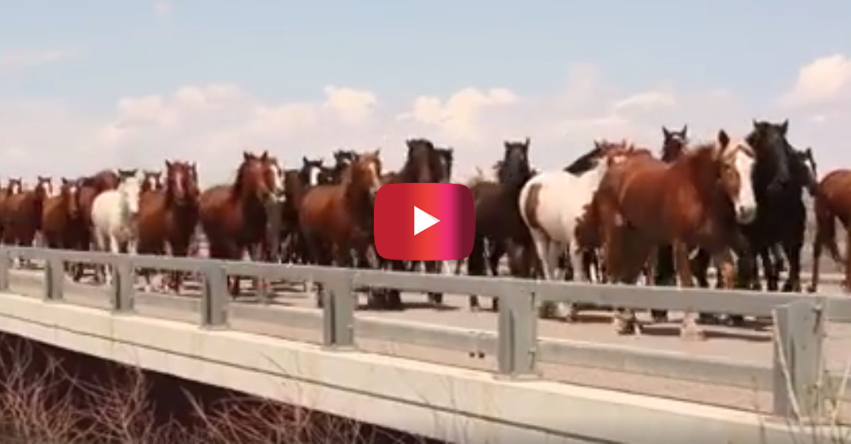 Watching hundreds of stunning horses trot down a highway is a beautiful
