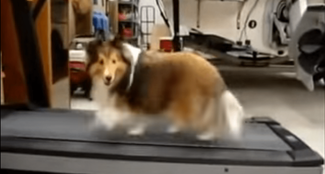 Akita Puppy Cheats On Treadmill Video Genius Dog Cheats His Way Through Treadmill Workout