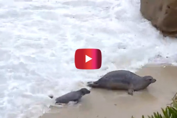 Deep waves can be really hard to conquer for a baby seal, but at least she has mom close by