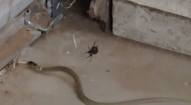 Watch this snake take on a spider in a horrific throwdown