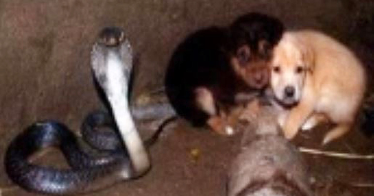 When Rescuers Found Two Puppies Inside A Cobra S Den They Couldn T Believe What They Saw Rare