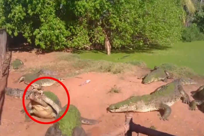 Cannibal Crocodile Eats His Croc Buddy’s Leg Instead of Fish for Lunch