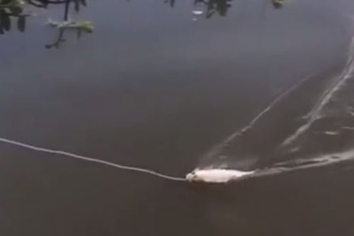 He reels in a fish and the most unrealistic looking predator jumps out to claim its territory