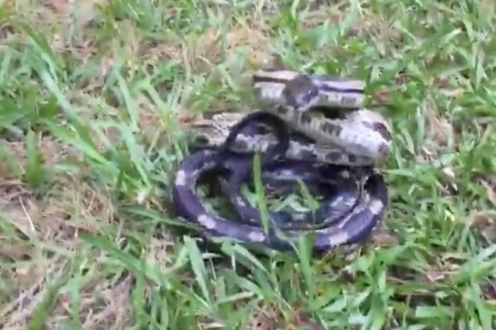 If You’ve Ever Needed More Proof as to Why You Should Never Touch a Snake’s Tail, Here it is