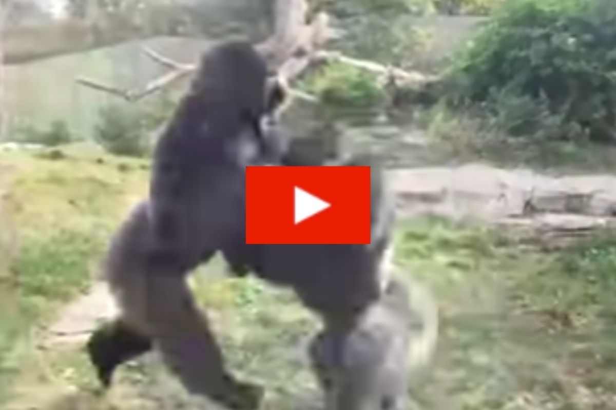 Two Male Gorillas Fight in Intense Boxing Match Rare