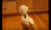 “umbrella cockatoo going mad in kitchen floor. but a happy bird”