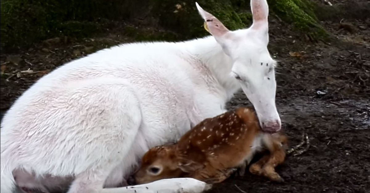 A Beautiful White Deer Gave Birth To Two Fawns — Can You Spot Their ...