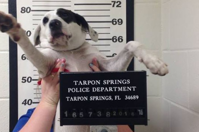Florida dog gets mug shot taken after being turned into the police with no tags