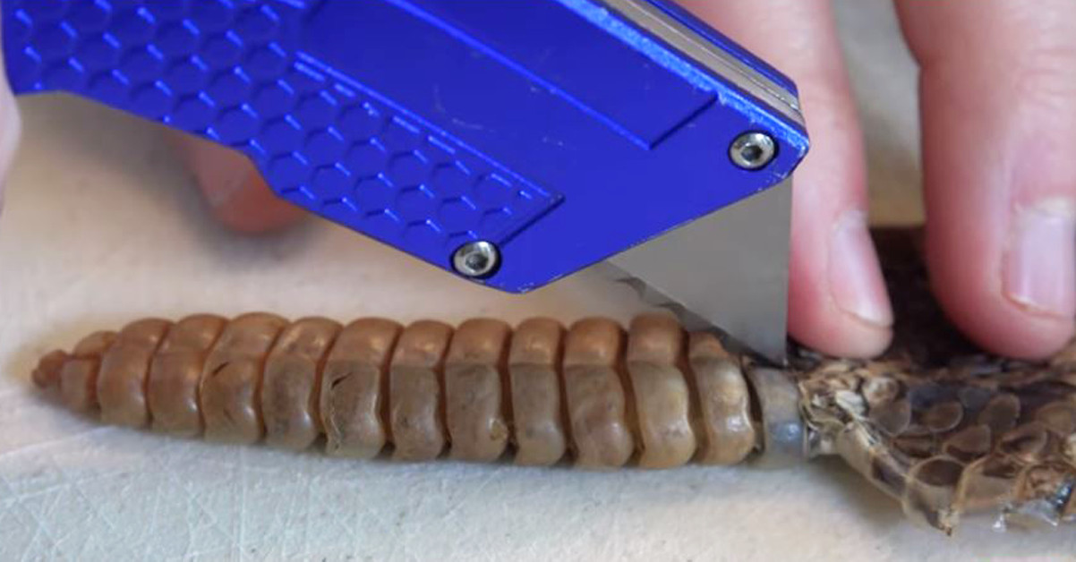 A father and son dissect a rattlesnake’s tail and discover that it’s ...