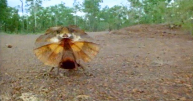 The Frilled Lizard is one creepy reptile