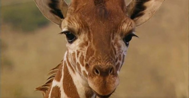 There’s more to a giraffe than meets the eye
