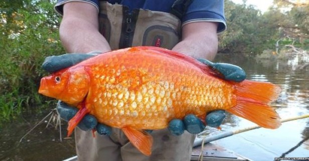 A pet goldfish set free in a river can grow to almost 10 times its original size