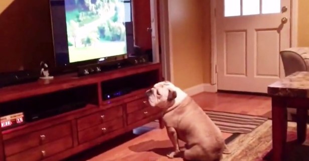 This man tried to warn his dog about what was going to happen on TV, but she didn’t listen