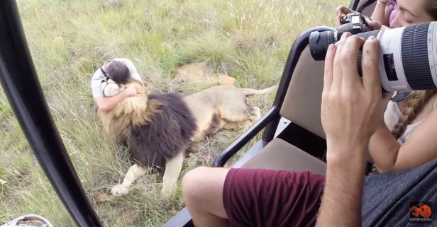 A group of volunteers stayed in the truck as one brave man comforted an adult male lion