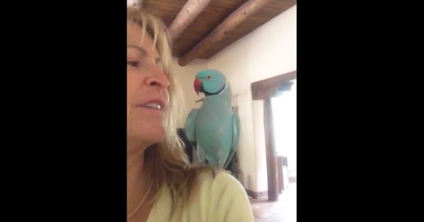 A parrot flies to its owner’s shoulder and begins having a remarkable conversation