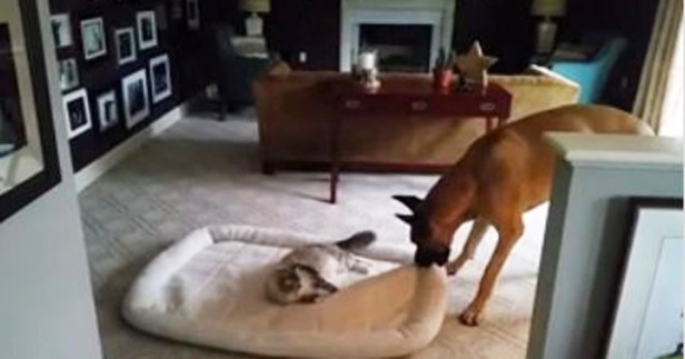Big dog takes back his throne, completely unafraid of his archenemy: the house cat