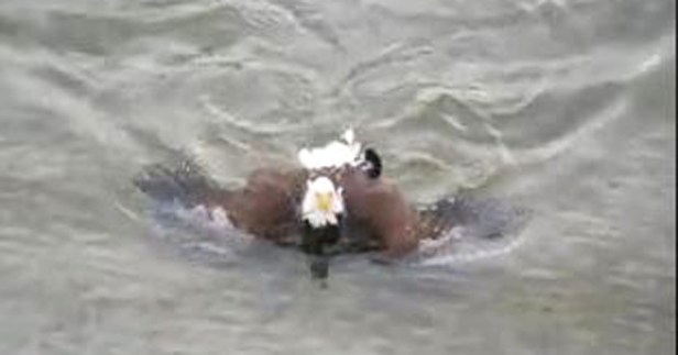 A vicious bald eagle swam to shore with its catch to keep it hidden underwater