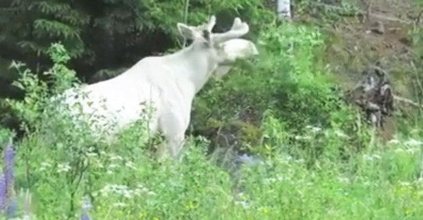 A beautiful white moose was captured on video and the footage is almost too good to be true