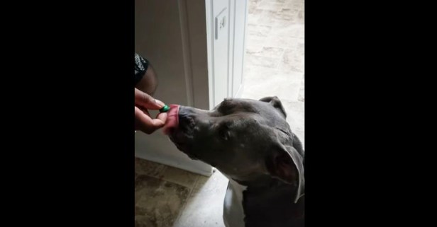 Watch a greedy dog lick a sour Warhead and instantly regret everything