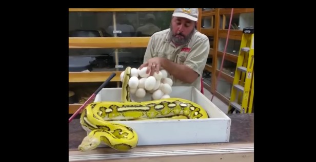 This guy learns real quick why he should not be messing with a mama snake