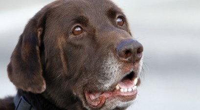 Michigan Court Rules Police Can “Justifiably” Shoot Dog During Action