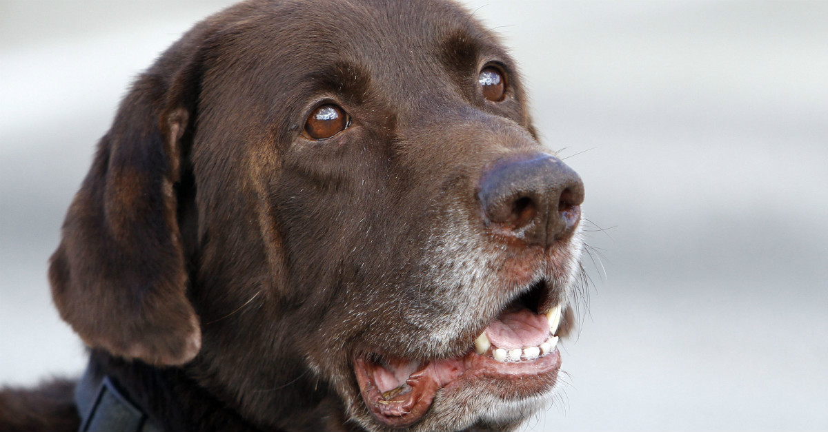 Michigan Court Rules Police Can “Justifiably” Shoot Dog During Action