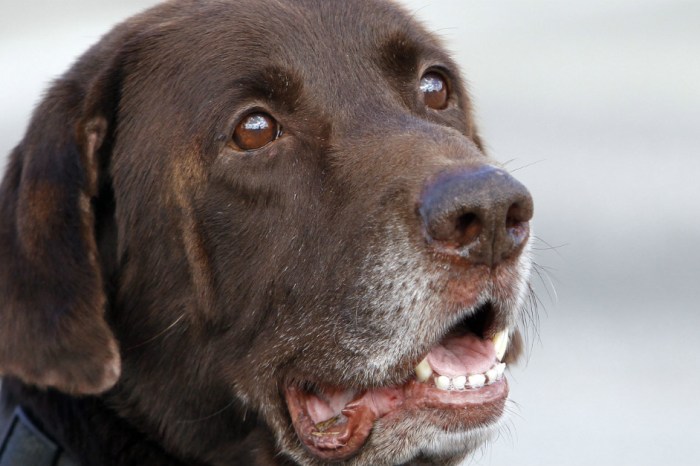 Michigan Court Rules Police Can “Justifiably” Shoot Dog During Action