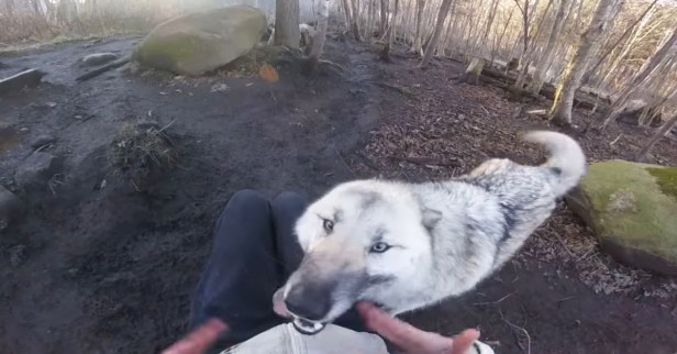 This giant wolf dog truly believes he’s a tiny lapdog