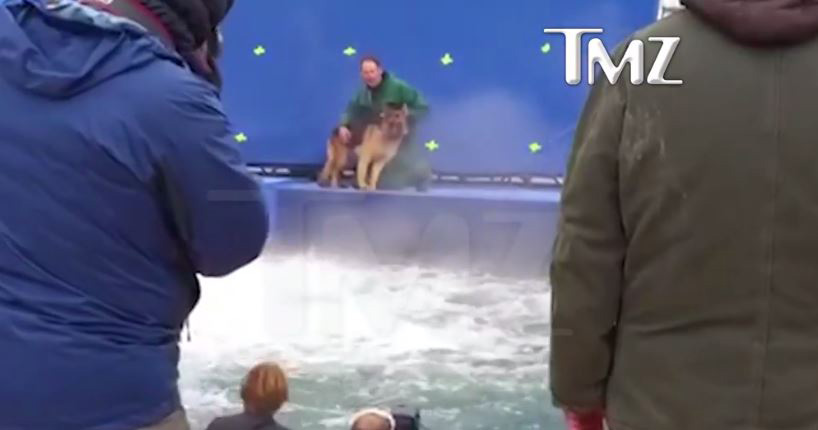 a dogs purpose dog in water