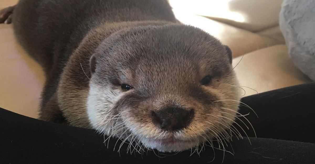 Meet the adorable otter who loves his bath time