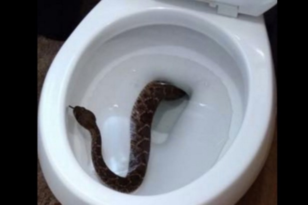 Rattlesnake Pops Up in Family’s Toilet, Snake Removers Find 24 More