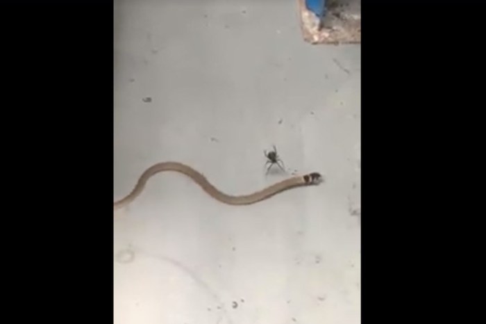 Deadly Spider Takes Down the World’s Second Most Poisonous Snake