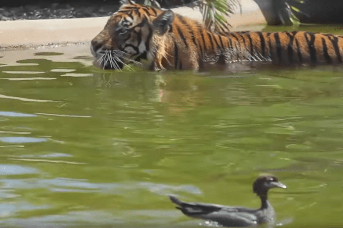 Duck and Tiger Duke it Out in Zoo Pool
