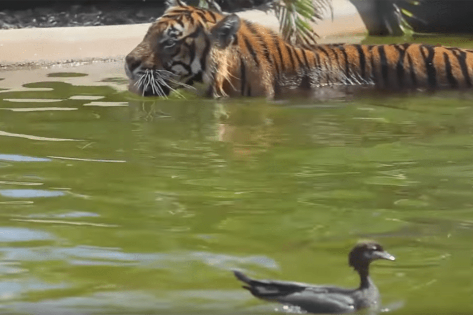 Tiger vs Duck video