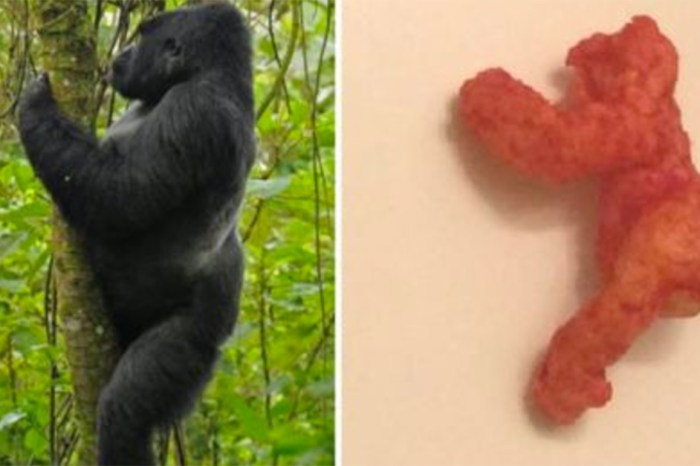 The ebay auction for a Hot Cheeto that looks like Harambe has gotten hilariously out of control