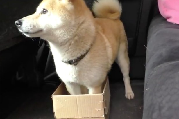 Dog Owner Pranks Way Too Obedient Dog with Smaller and Smaller Beds