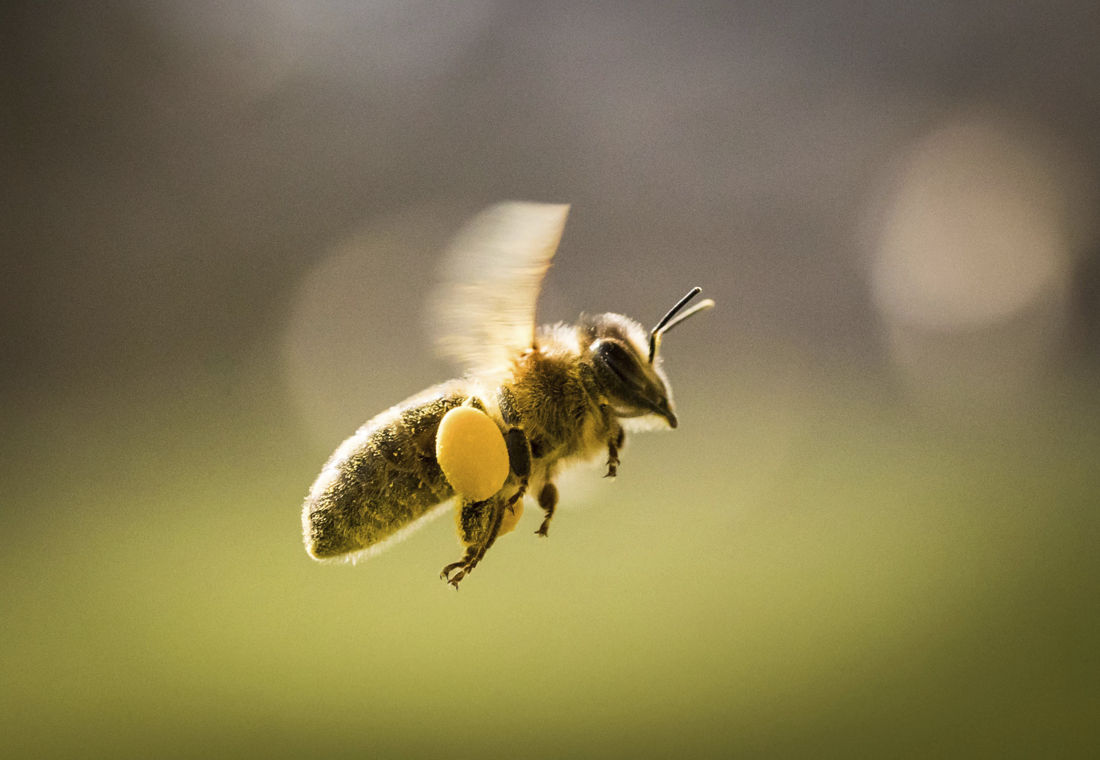 These tips will help you enjoy spring — even with the pollen | Rare