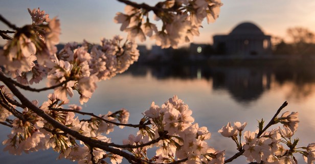 Little-known facts about D.C.’s world-famous cherry blossom trees