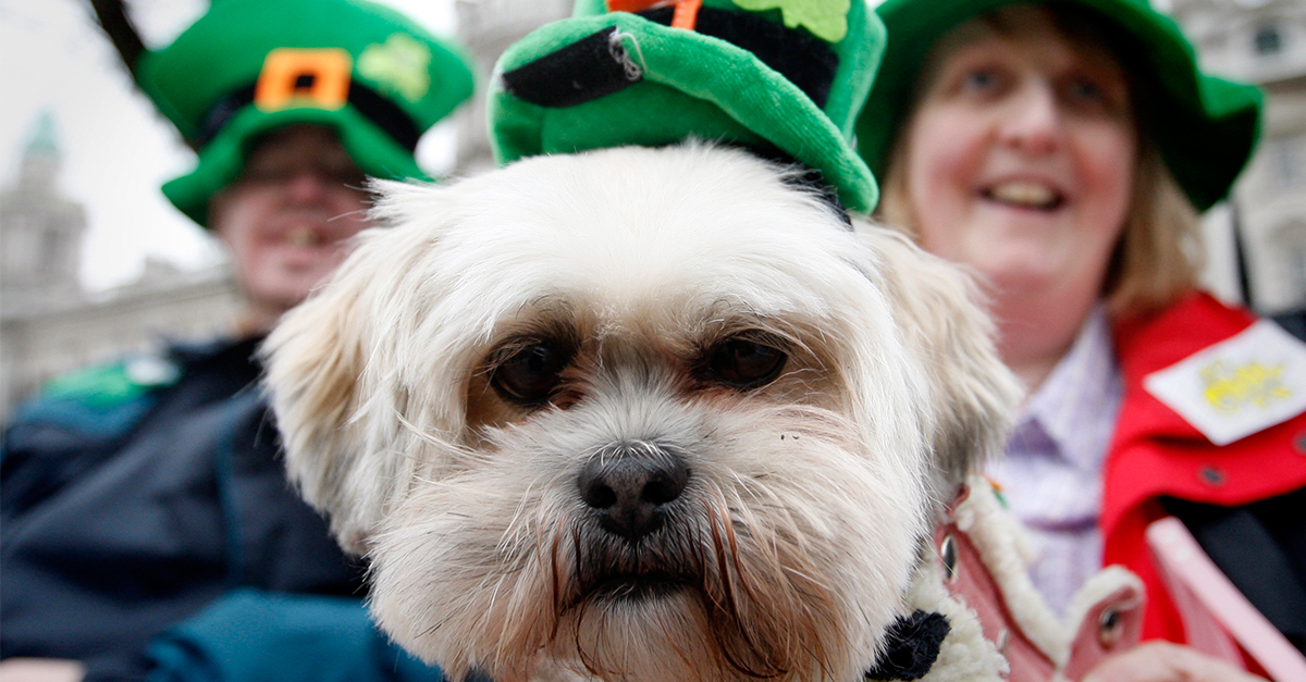 Photographic proof that your pets love St. Patrick’s Day just as much as you do