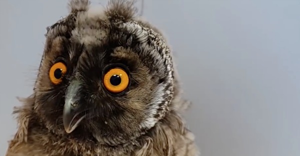 These dancing, swimming, horseback-riding owls are incredible | Rare