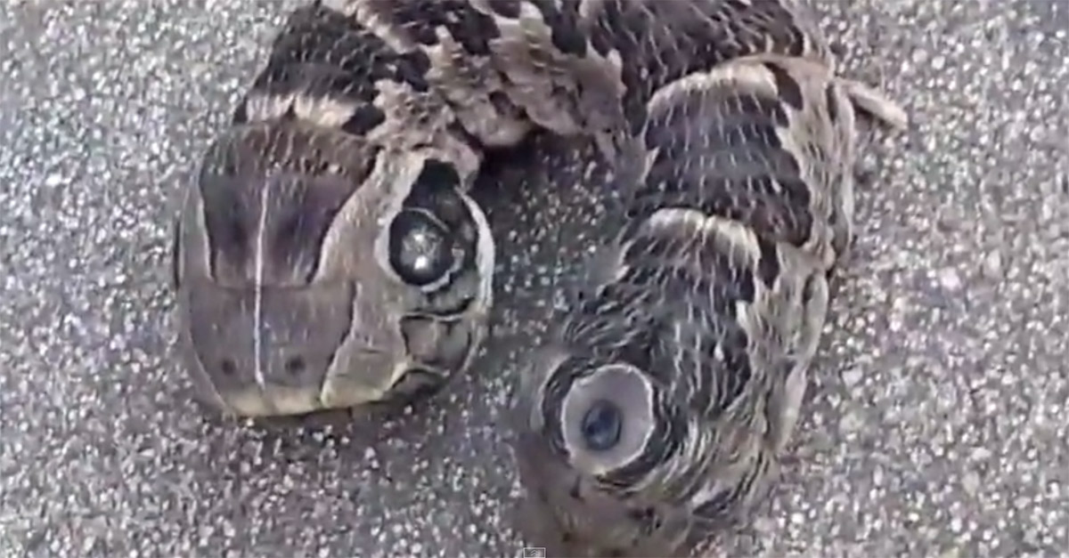 This crazy doubleheaded caterpillar is not taking a siesta Rare